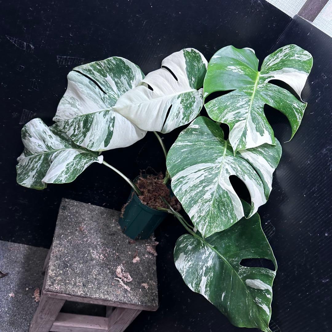 H*o様 斑入りモンステラ ホワイトタイガー極美大株66cm白斑多