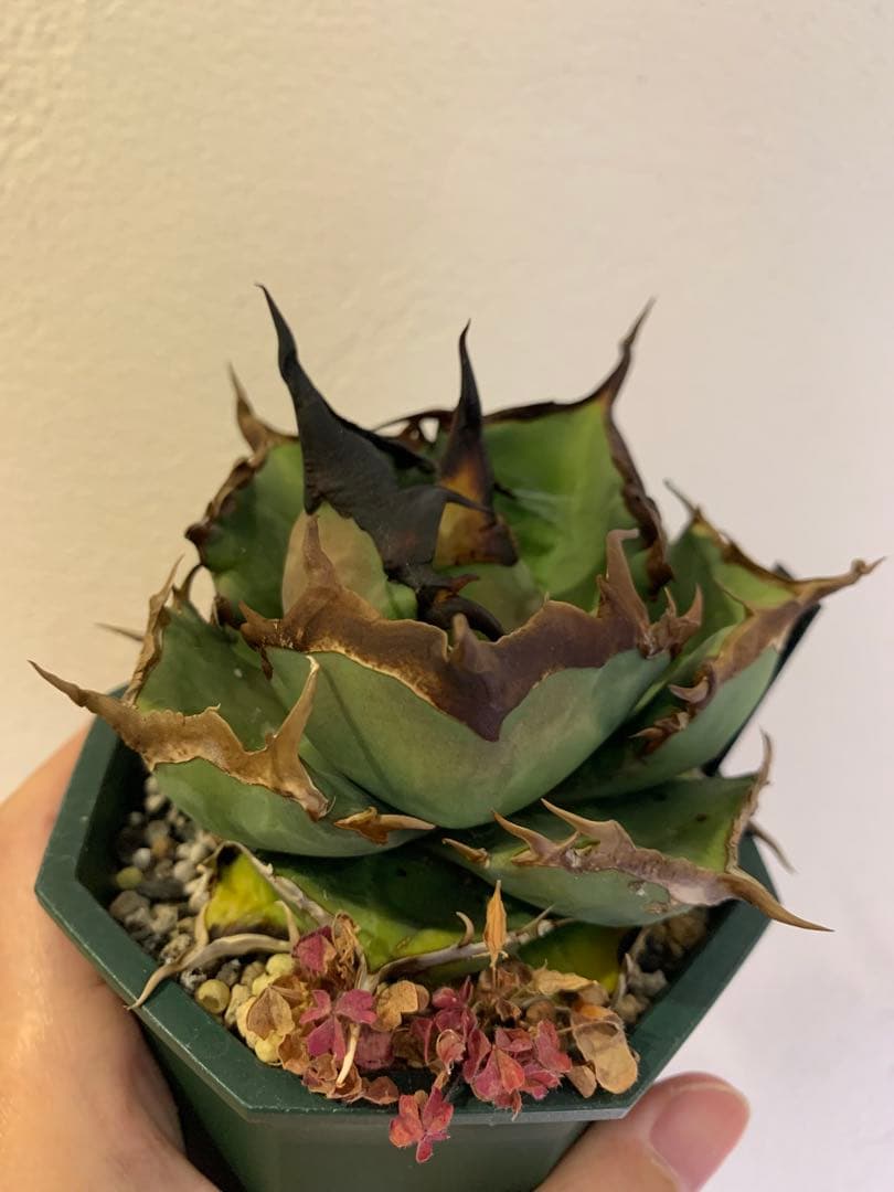 【goodtaniku】閻魔　gt育成中株　鉢ごと発送