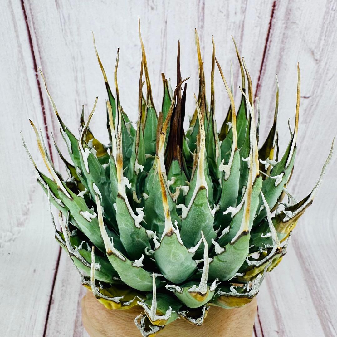 ⑨ アガベ ユタエンシス エボリスピナ ロングスパイン 陽炎