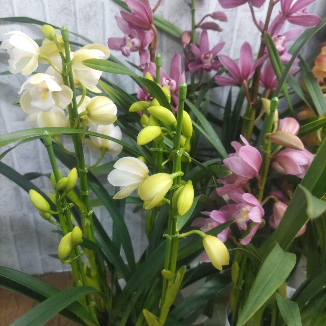 i*.様 17日入荷分⭐️石田園芸⭐️テーブルシンピ３本立ち４鉢セット⭐️