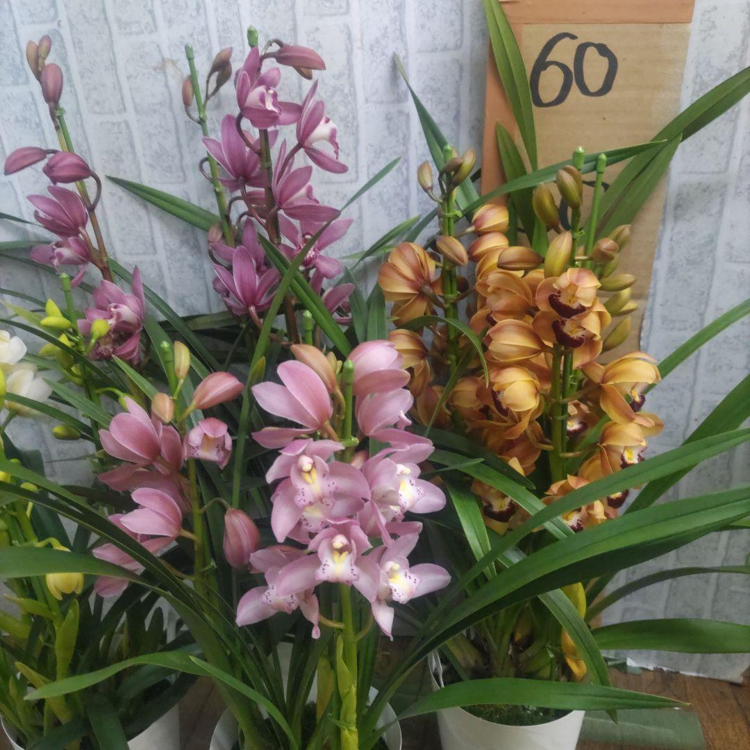 i*.様 17日入荷分⭐️石田園芸⭐️テーブルシンピ３本立ち４鉢セット⭐️