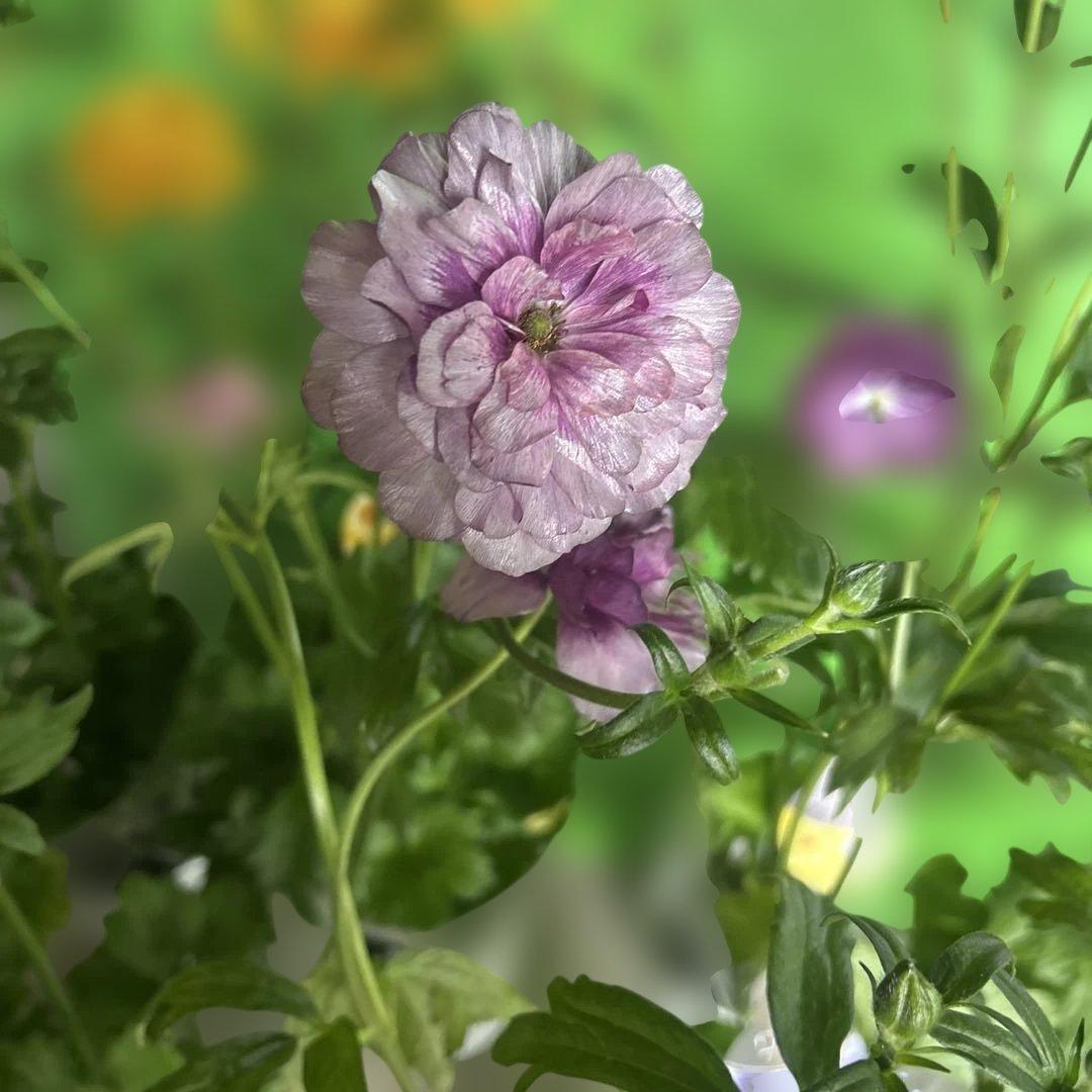 ラナンキュラス苗　ラナンキュラスラックス　6ポット価格