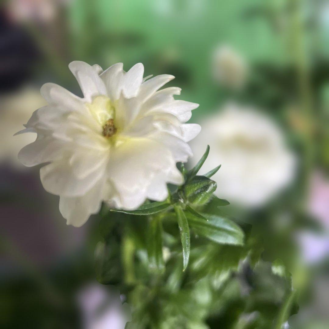 ラナンキュラス苗　ラナンキュラスラックス　6ポット価格