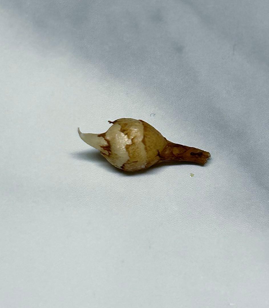 【芋】 アロカシア　メロ　オーレア　斑入り　ラスト