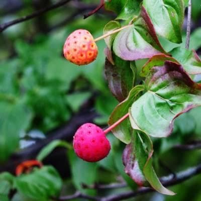 《現品》山法師(ヤマボウシ)株立ち　樹高1.6ｍ（根鉢含まず）19【苗木/植木】