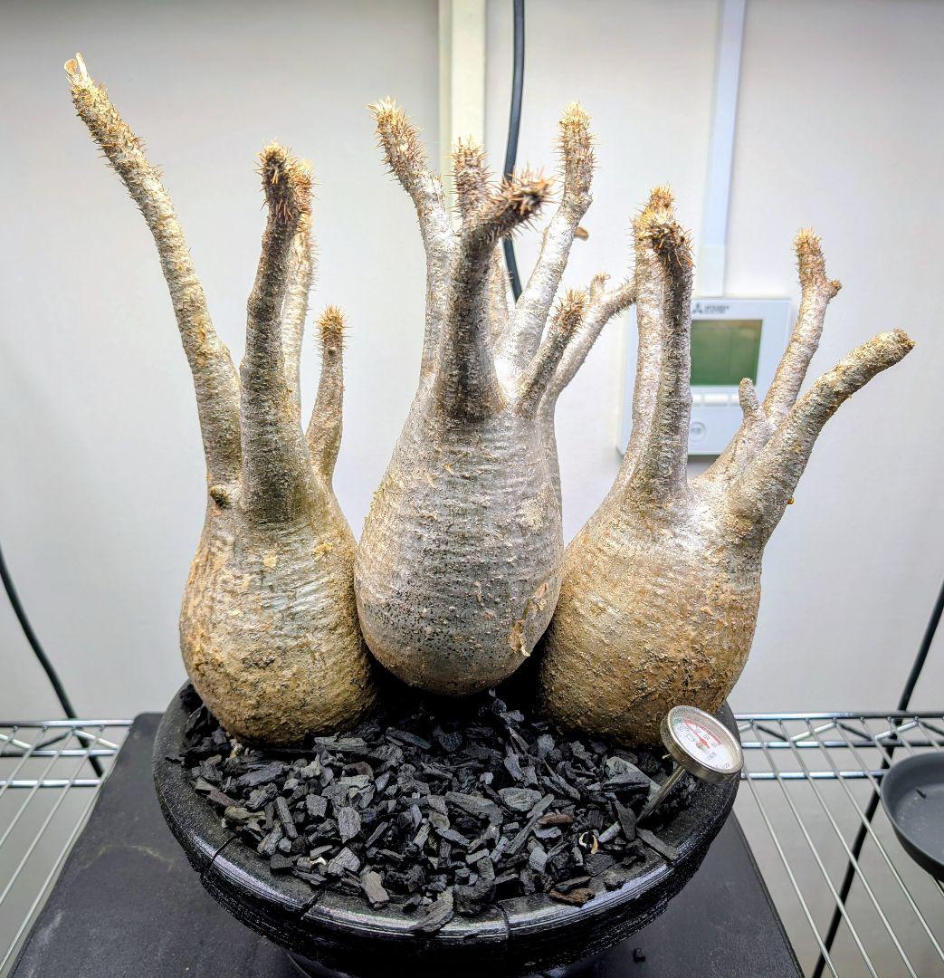 パキポディウム グラギリス 発根済み 塊根植物 多頭型