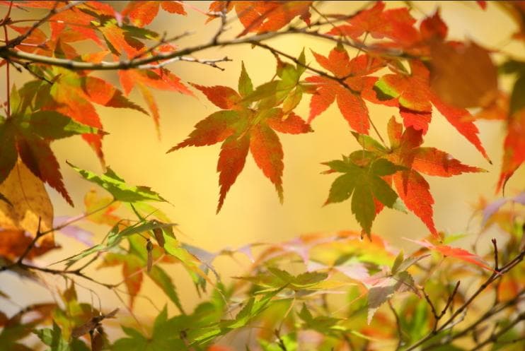 ニコン【簡単スマホ転送OK】Nikon　初心者カメラ　ネオ一眼レフ　P100