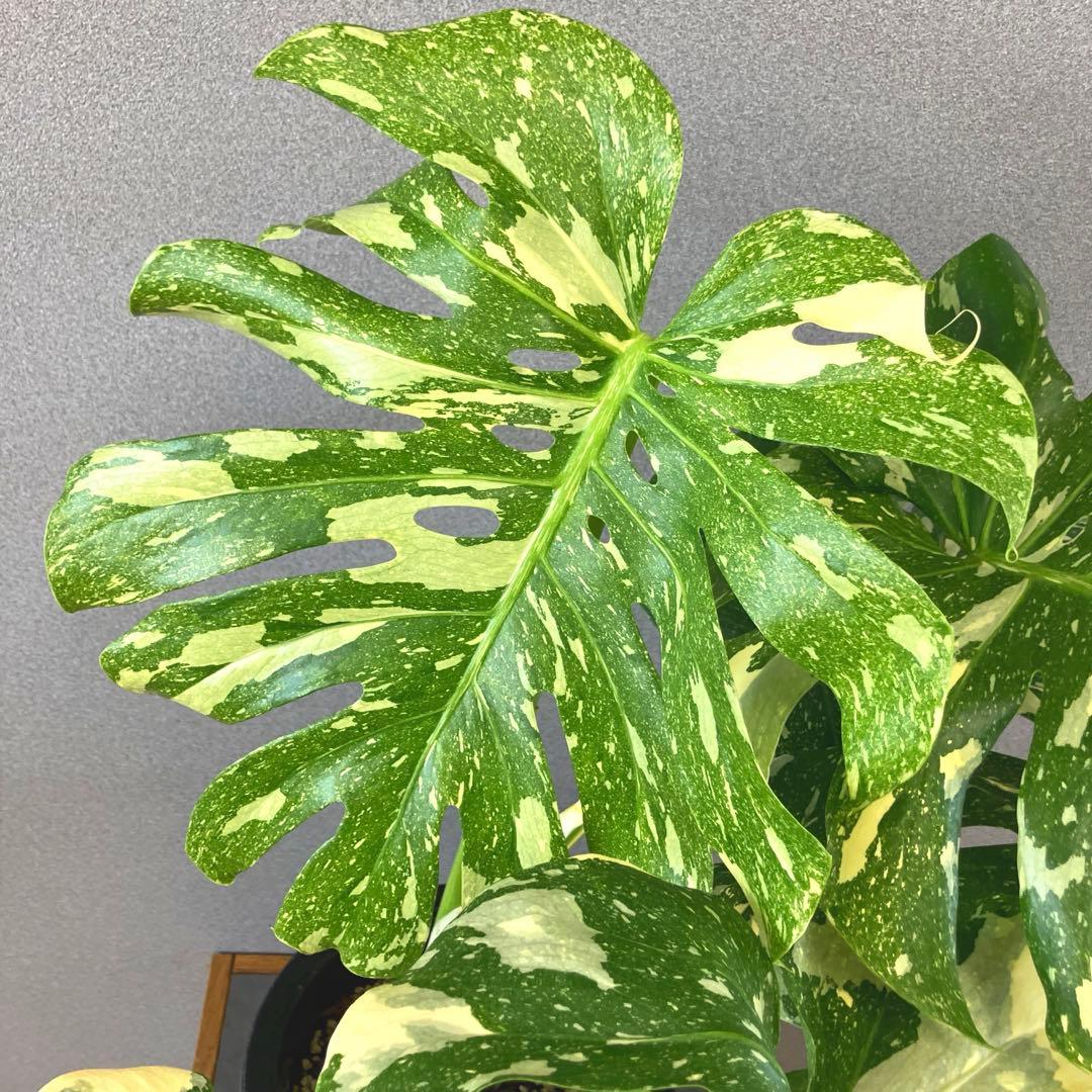 超絶希少❗️超絶美斑❗️モンステラ　デリシオーサ　クリームブリュレ✨キセログラフィカ