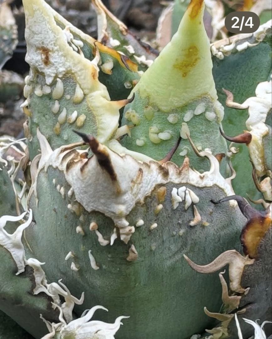 アガベ 蜂鳥 子株