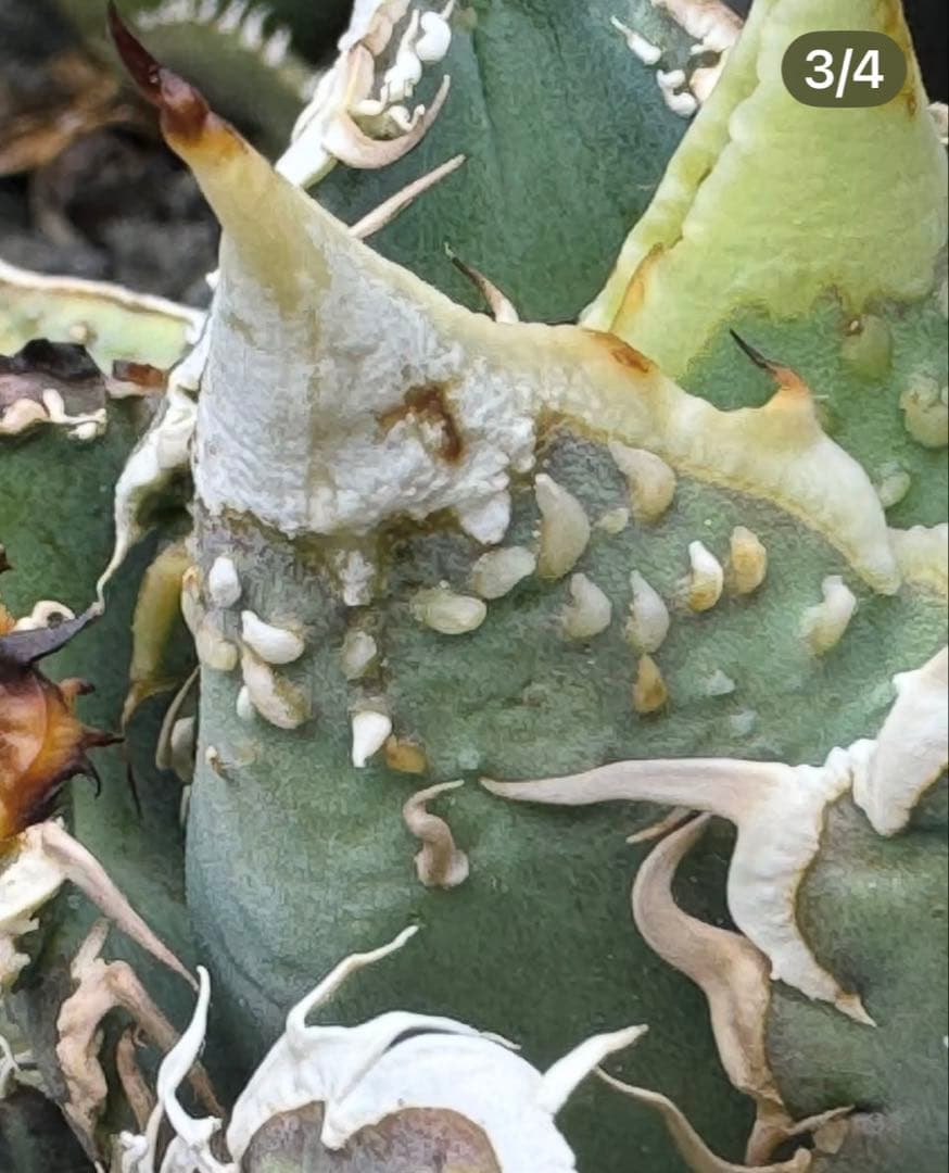 アガベ 蜂鳥 子株