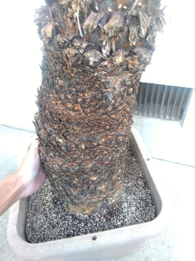 ソテツ　超幹太低重心❗バルブ22センチ❗　③