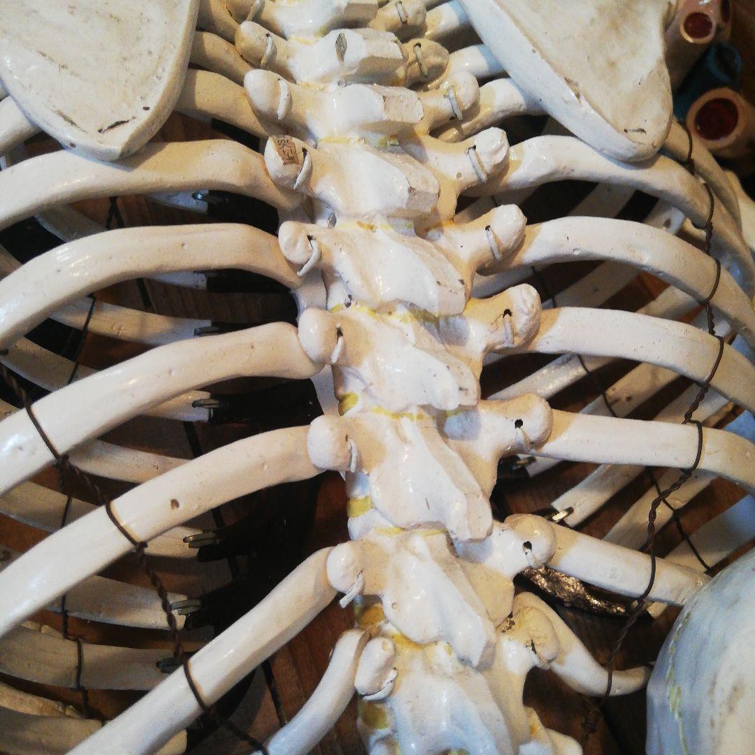 マニアックレア昭和２０～３０年代頃素材不明レトロ人体骨格模型当時物コレクション品