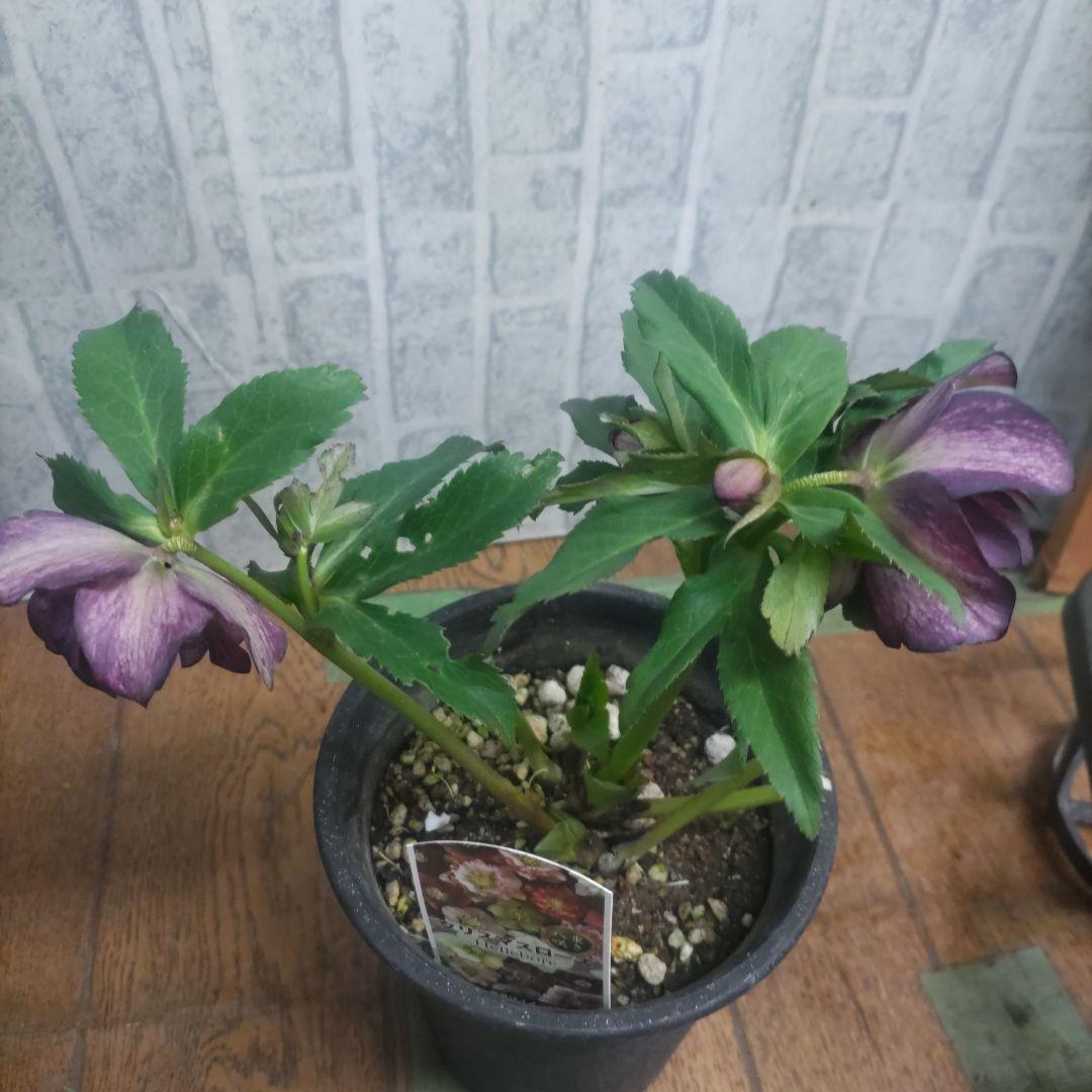 １０日入荷分⭐️クリスマスローズダブル咲き⭐️８鉢セット