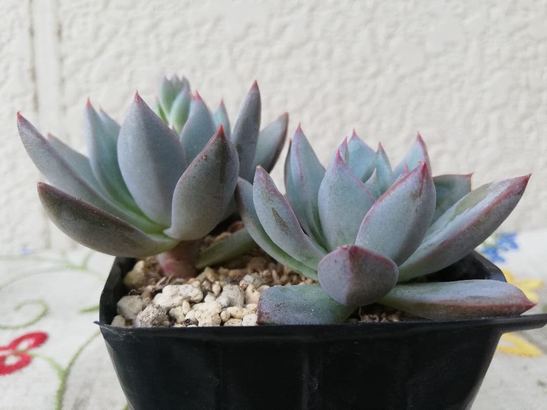 多肉植物　バイオリーナ　韓国苗　女美月