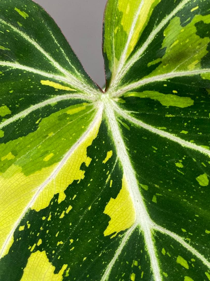 【トリカラー全開‼️】フィロデンドロン　グロリオーサム　トリカラー　斑入り　希少