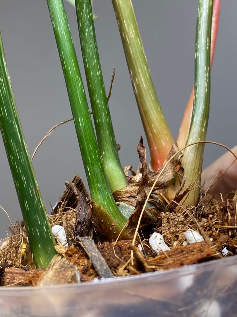 【トリカラー全開‼️】フィロデンドロン　グロリオーサム　トリカラー　斑入り　希少