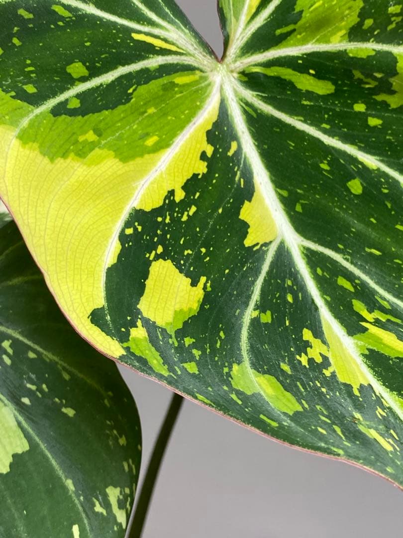 【トリカラー全開‼️】フィロデンドロン　グロリオーサム　トリカラー　斑入り　希少