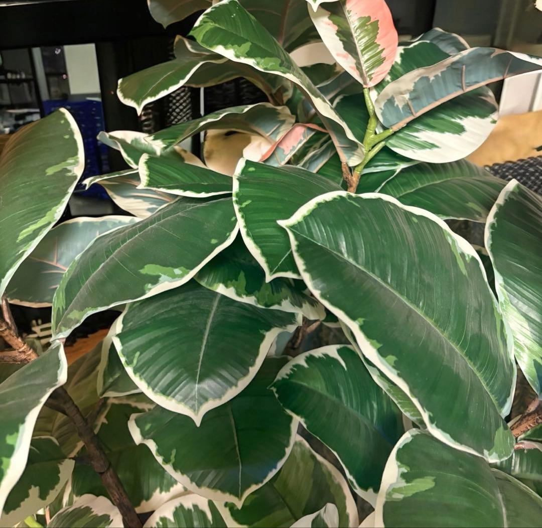光触媒　人工観葉植物　ウォールグリーン　フェイクグリーン　斑入りゴムの木1808