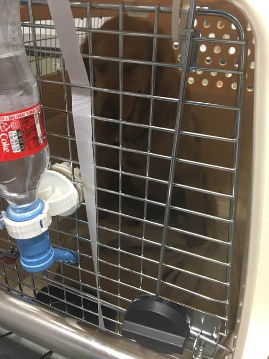 航空用のケネル販売(ジャイアントバリケネル)