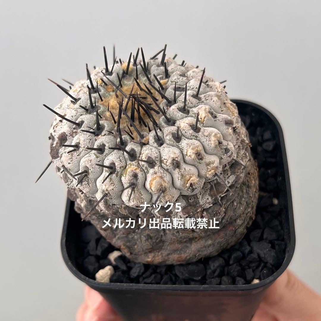 コルムナアルバ③ 孤竜丸 コピアポア(検索)サボテン 黒王丸 黒士冠 銅羅丸