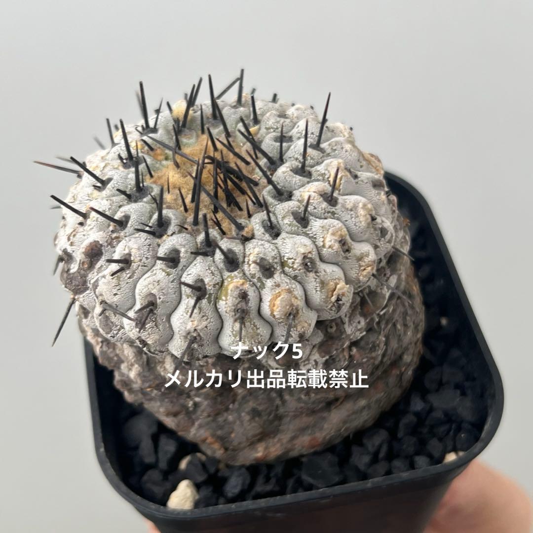 コルムナアルバ③ 孤竜丸 コピアポア(検索)サボテン 黒王丸 黒士冠 銅羅丸