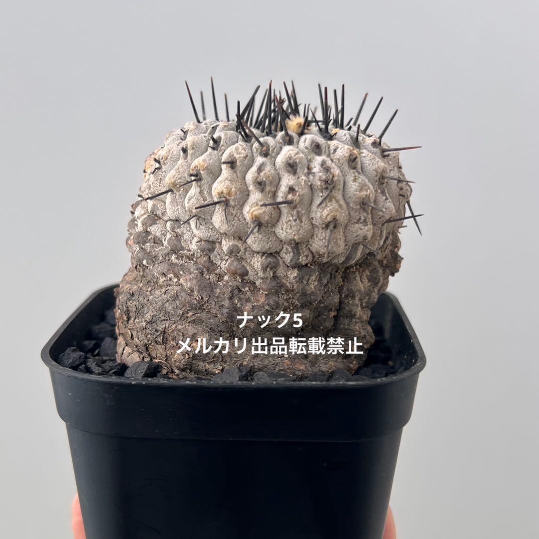 コルムナアルバ③ 孤竜丸 コピアポア(検索)サボテン 黒王丸 黒士冠 銅羅丸