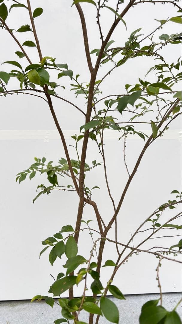 自然な樹形が美しい 山採りの ヒサカキ 698 樹高2.1m位 ヒメサカキ 姫榊