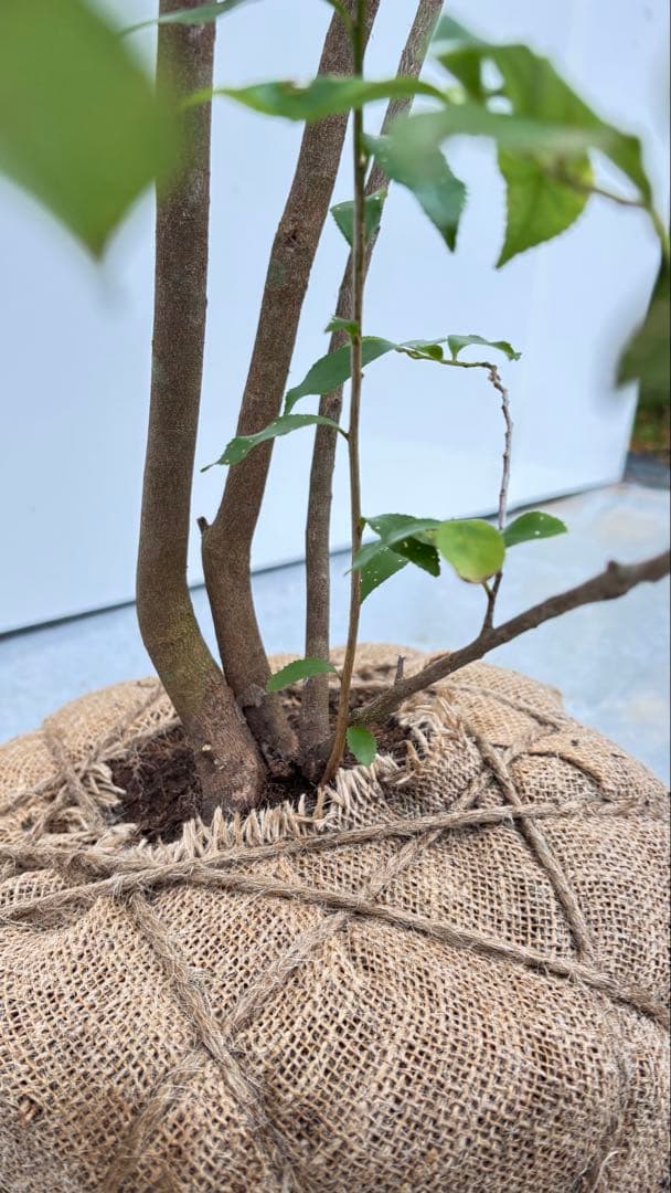 自然な樹形が美しい 山採りの ヒサカキ 698 樹高2.1m位 ヒメサカキ 姫榊