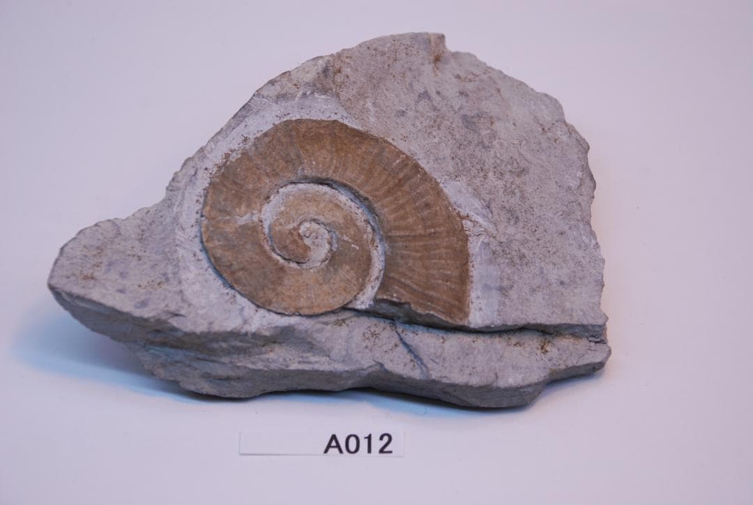 アンモナイトの化石 オーストリーで入手a012-420(yh)