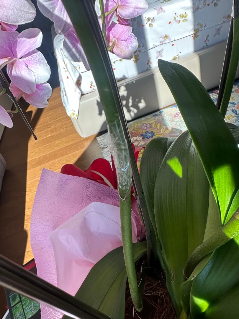 至急 お買い特　胡蝶蘭　訳あり