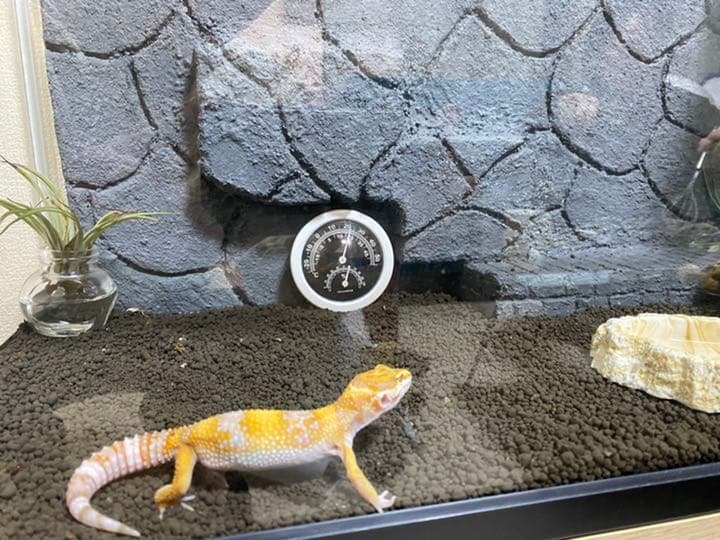 爬虫類シェルター、バックボード作成