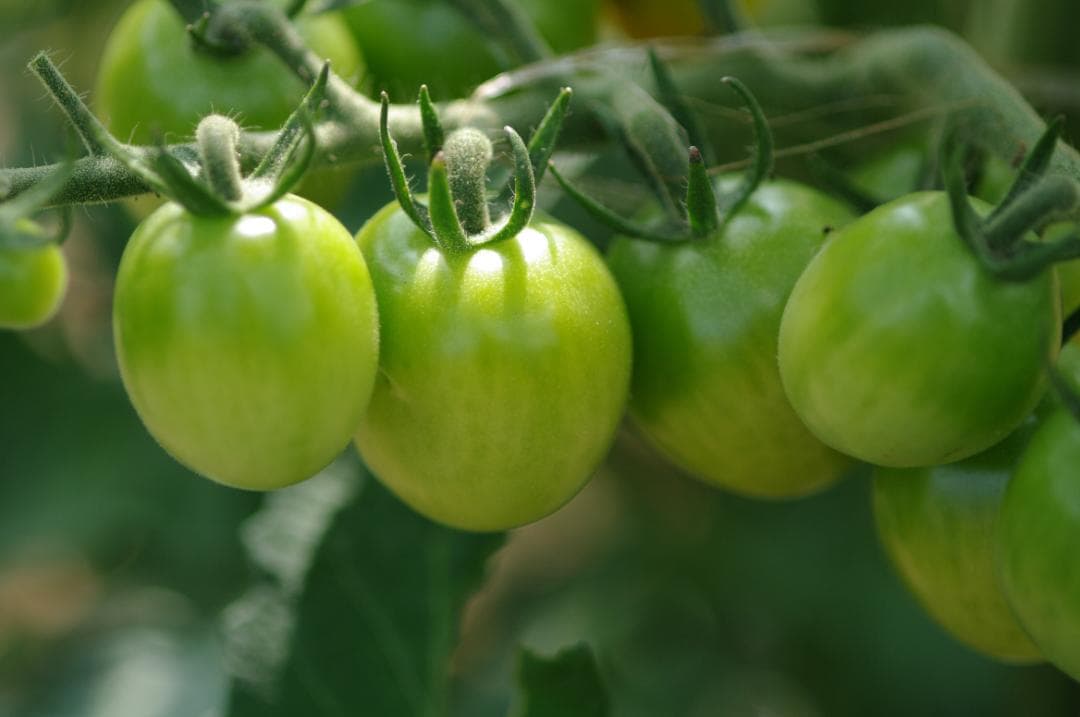 レンズ(単焦点) SMC Pentax-FA 100mm F2.8 Macro #7472