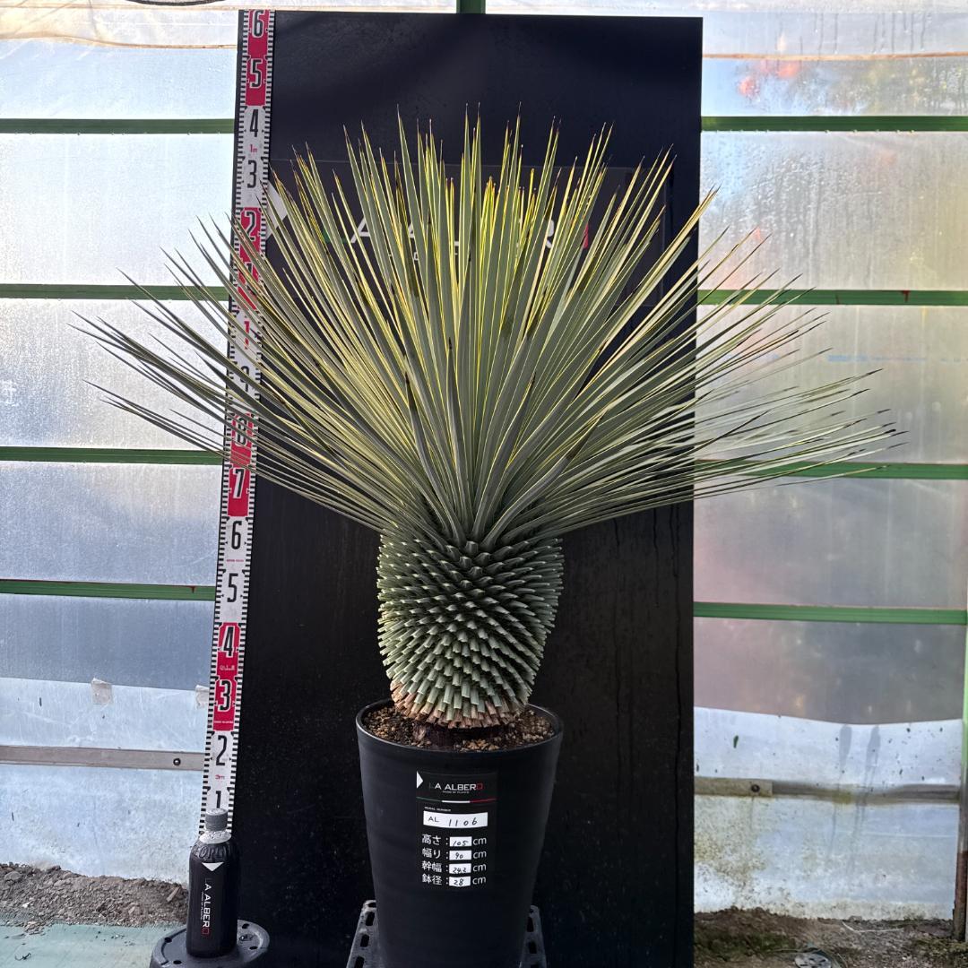 【AL1106】ユッカ　ロストラータ　バケモノ級　極太個体