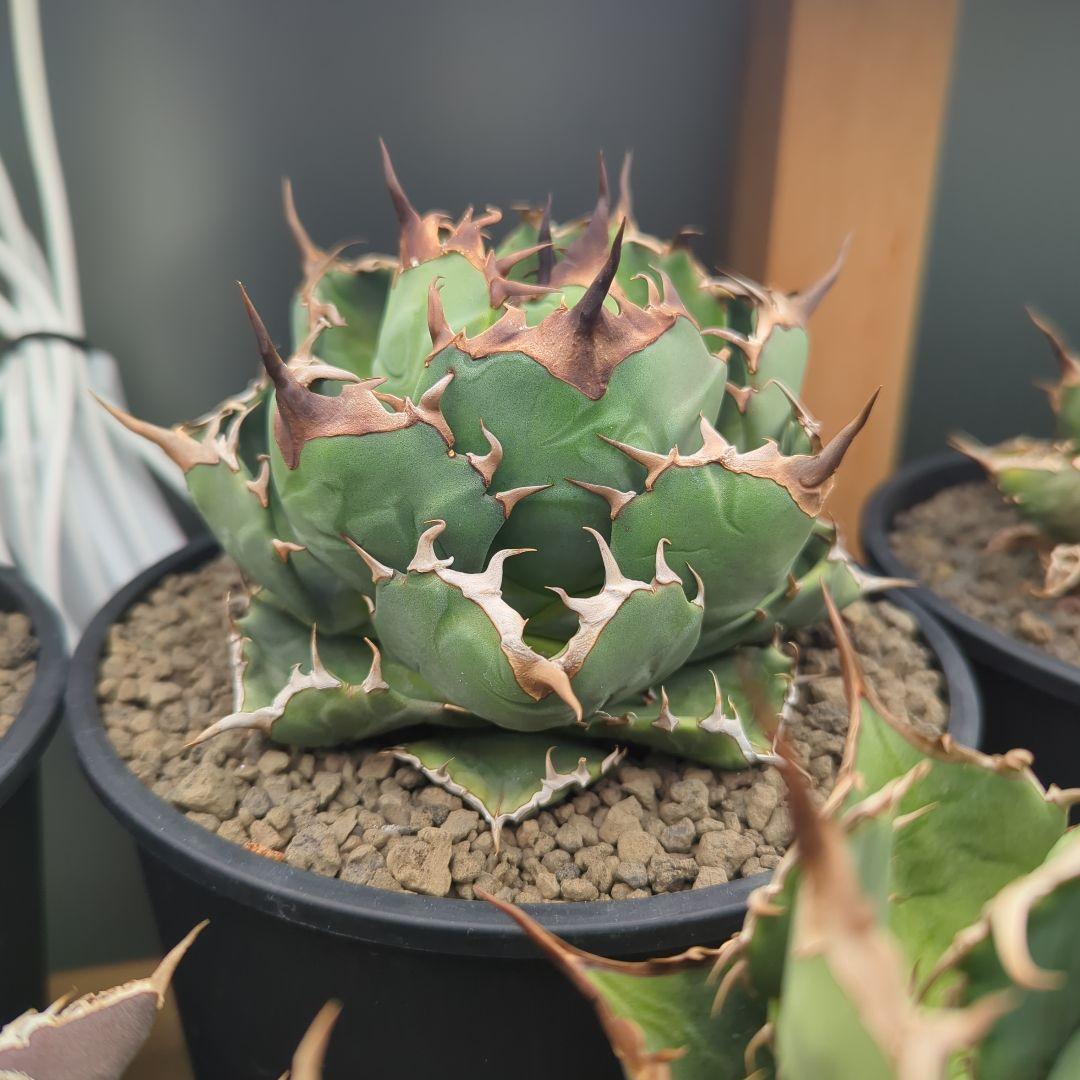 チタノタ　キャンサー　cancer　鉢ごと