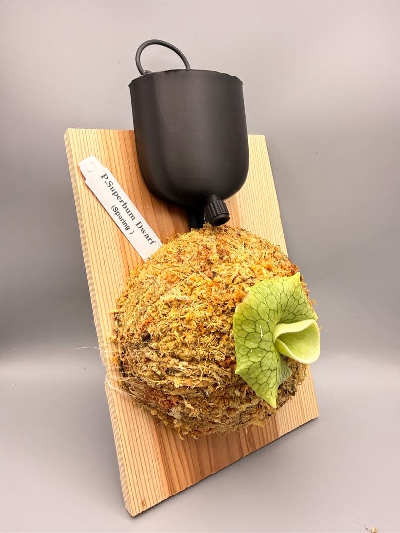 ビカクシダ　P. Superbum Dwarf sporeling