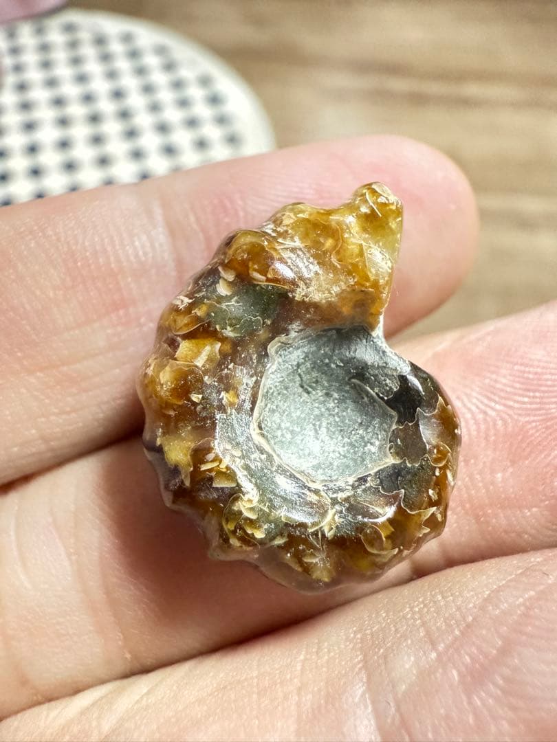 新品　マダガスカルのアンモナイト化石　超大　本物保証　おまけ付き　希少　送料無料