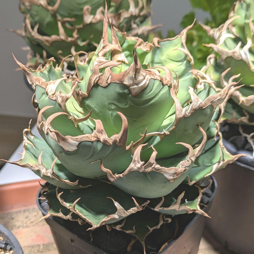 アガベ シーザー（Caesar）良型親株　鉢付き