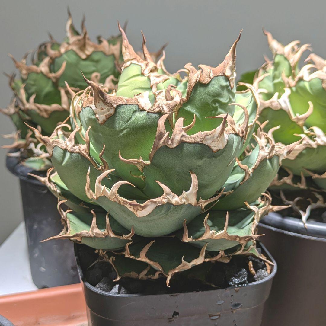 アガベ シーザー（Caesar）良型親株　鉢付き