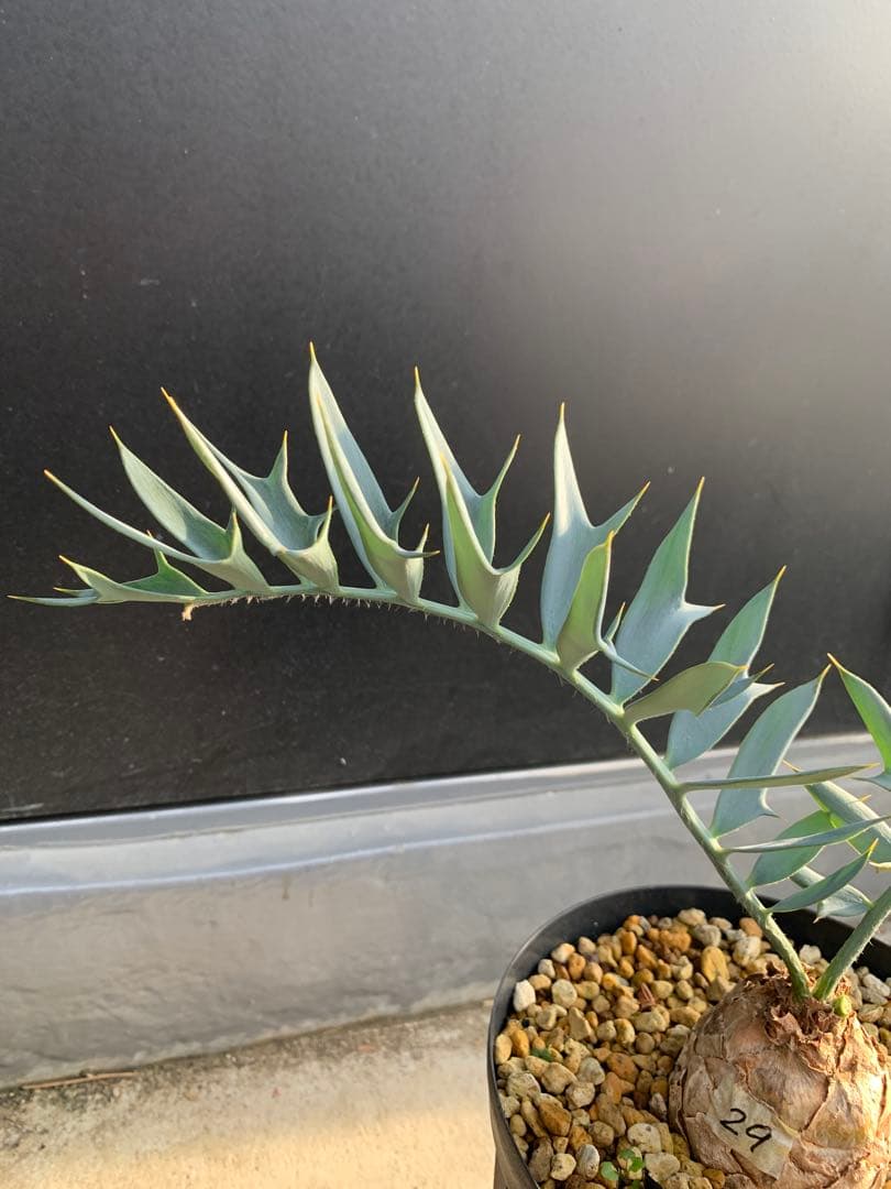 【南ア産・発根済】エンセファラルトス・ホリダス｜ショートリーフNo4-29