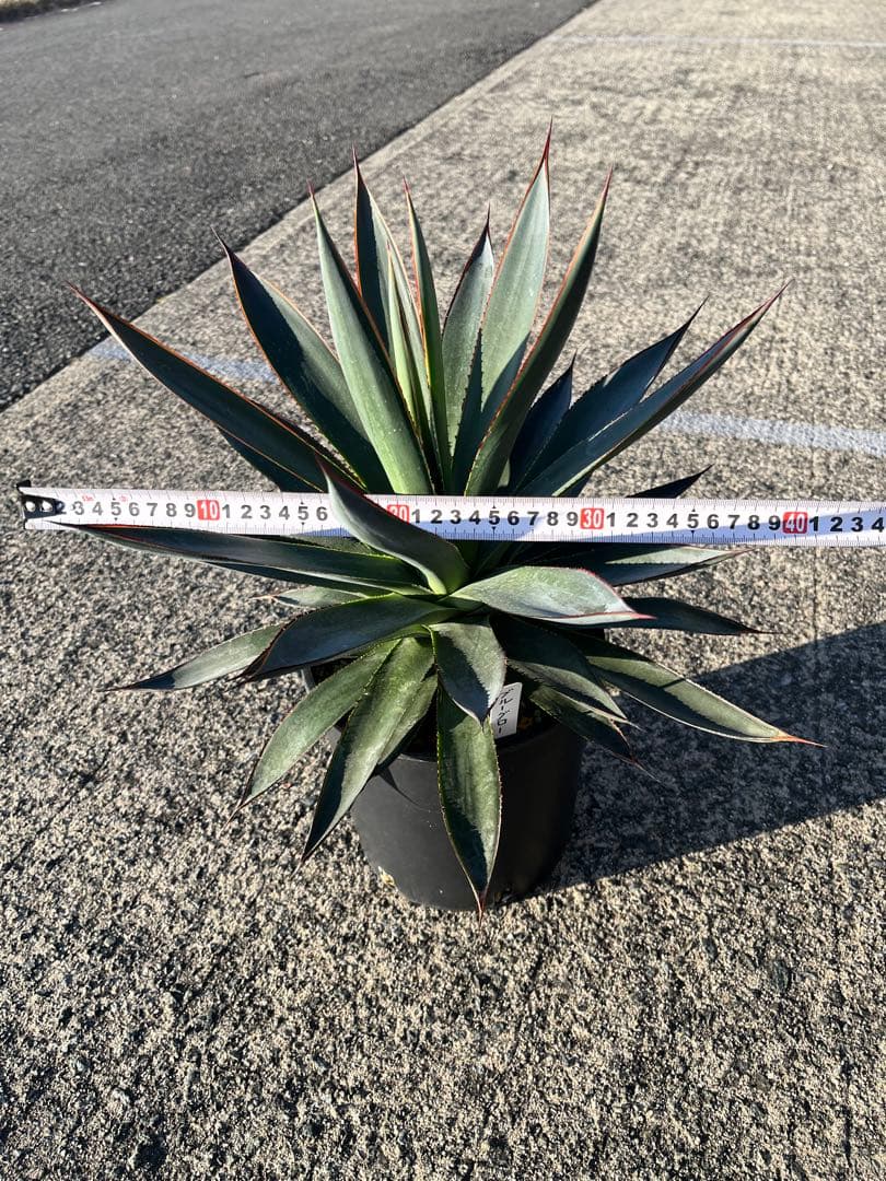 HARU‼️ アガベ　ブルーグロー　耐寒性　ドライガーデン