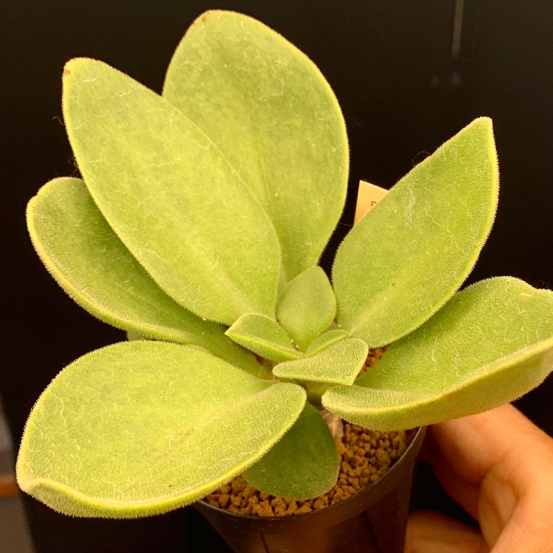 産地情報付しっかり塊根　写真2-6　チレコドン　ヒルチフォリウス　実生　多肉植物