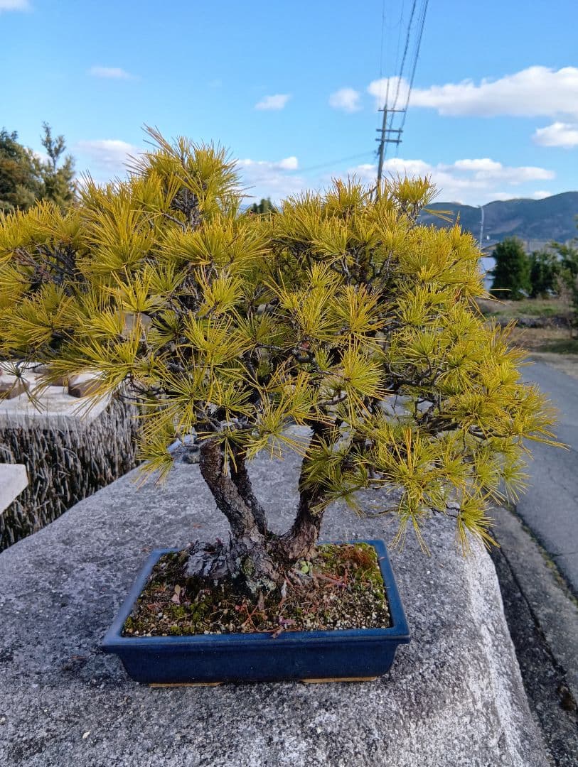 五葉松（かなり年数持ち込み古い）