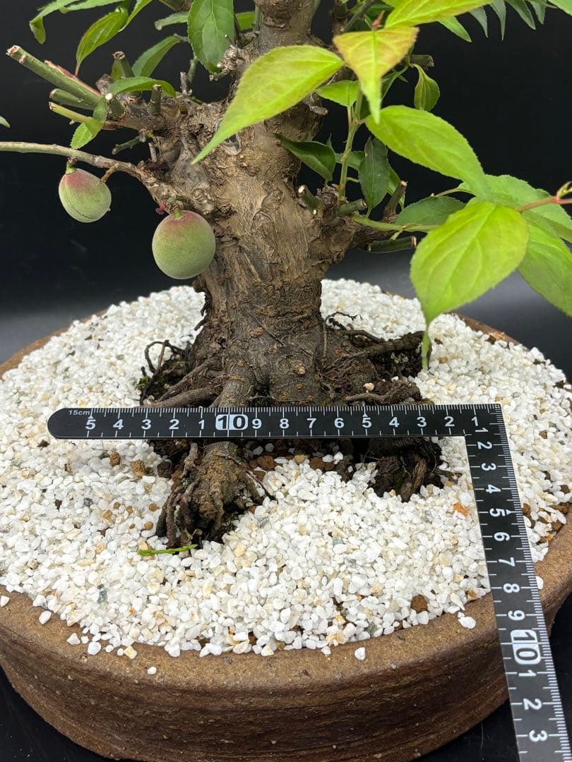 紅梅 盆栽　赤花