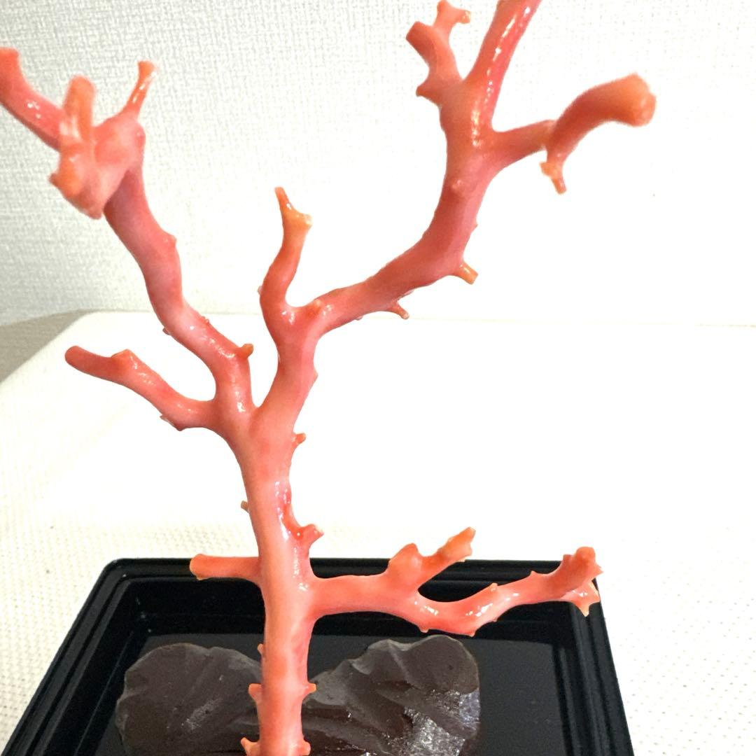 赤珊瑚 サンゴ 珊瑚 置物