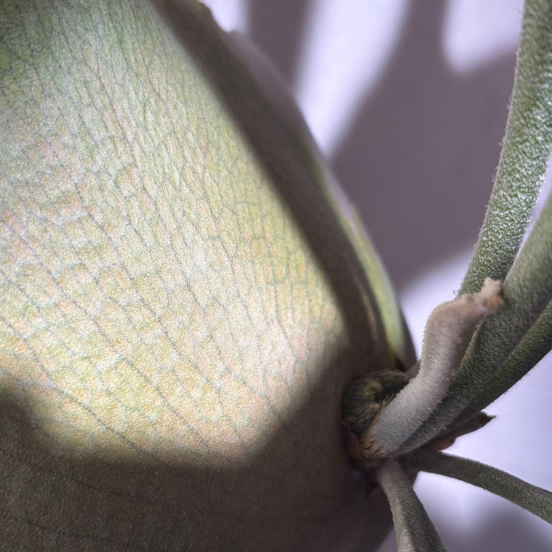 【アルバ様確認用】ネザーランド兄弟株