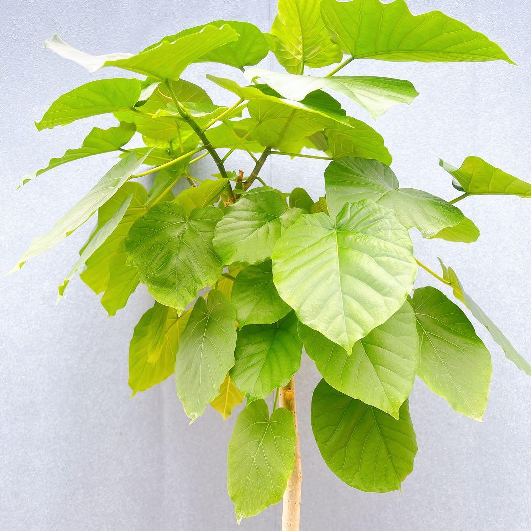 現品　フィカス　ゴムの木　ウンベラータ　35番　観葉植物　インテリアグリーン