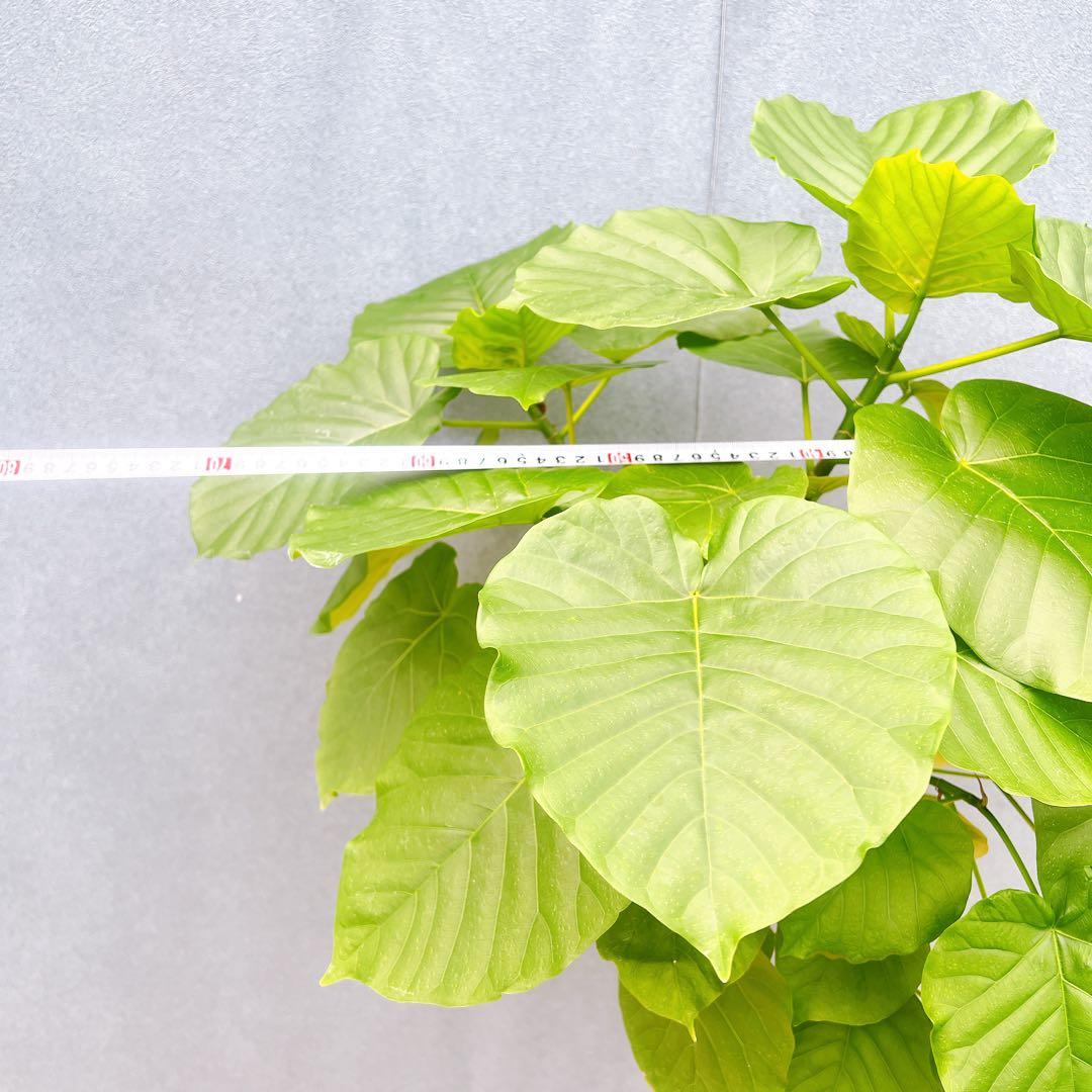 現品　フィカス　ゴムの木　ウンベラータ　35番　観葉植物　インテリアグリーン