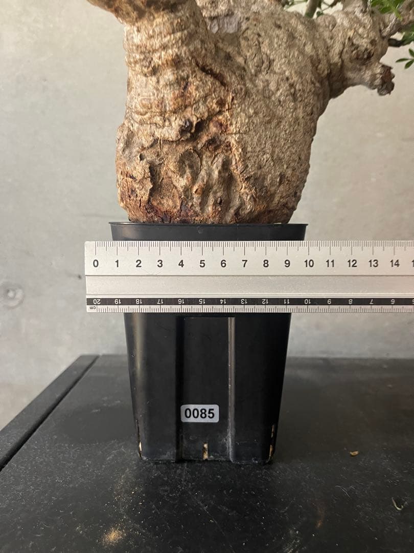 オペルクリカリアパキプス現地中型 発根済