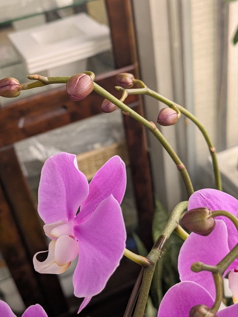❀sako様❀