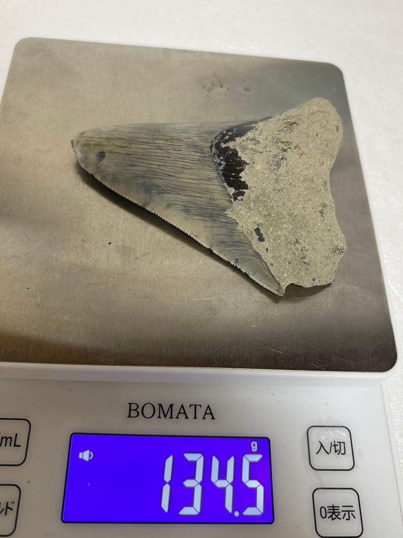 化石サメの歯メガロドンインドネシア約9.6cm 約134g 新生代第三紀中新世